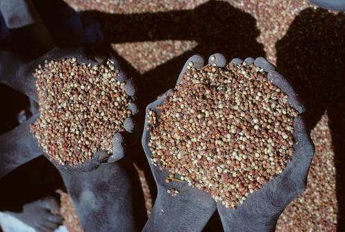 Sudanese hands holding sorghum.